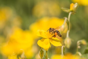 Honey bee garden flight pollinating flower and collecting pollen. Closeup of insect in its...