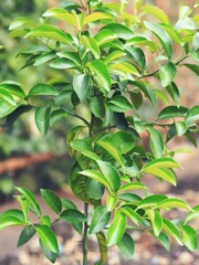 A small lemon tree grown in a home in a northern country and planted in a garden for the summer.