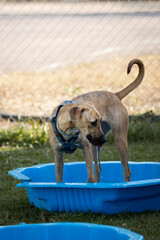 Brown dog stays in pool