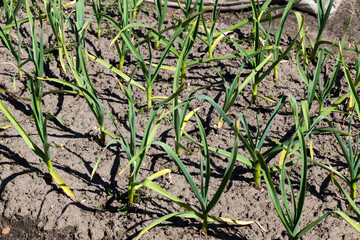 an agricultural field with growing garlic