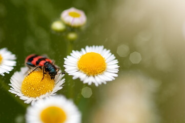 black and red beetle sitting on a daisy