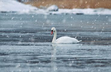 Swan swimming in the almost completely frozen Baltic Sea with snow on the ground and ice in the water snow flakes in the air are digitally created with software.