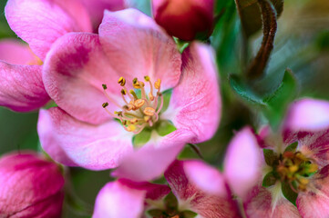 pink apple flowers close up, natural background