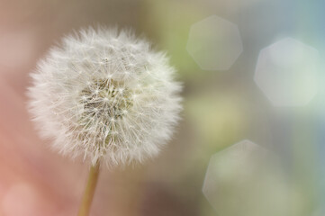 white, fluffy dandelion seeds close up, natural background