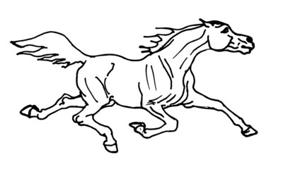 drawing, white horse on white background, isolated hand drawing