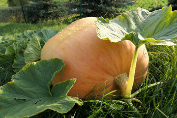 Atlantic Giant pumpkin growing  in the garden - obrazy, fototapety, plakaty