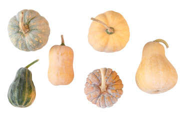 Pumpkins, squashes isolated on white background.