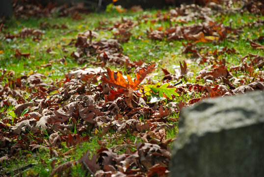 Autumn Leaves in the Graveyard in The Homewood Cemetery, Pittsburgh, Pennsylvania, USA