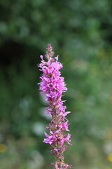 Purple Loosestrife_Lythrum salicaria