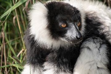 Closeup of an adult black and white ruffed lemur, varecia variegata. This critically endangered species is indigenous to the rainforests of Madagascar.