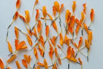 orange marigold petals on a light background