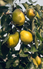 Pear tree and sunny garden