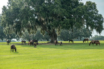 Thoroughbred horse mares and foals in lush green Ocala Florida pasture