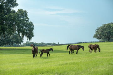 Thoroughbred horse mares and foals in lush green Ocala Florida pasture - obrazy, fototapety, plakaty