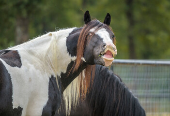 Gypsy Horse stallion with comical facial expression
