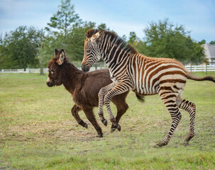 Poitou donkey and Grants zebra foals play in farm pasture
