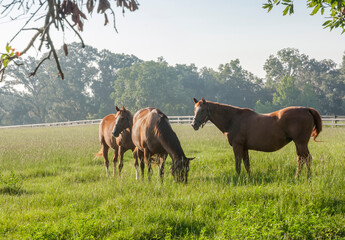 Thoroughbred horses in morning pasture
