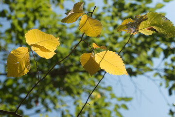 autumn leaves in the sun