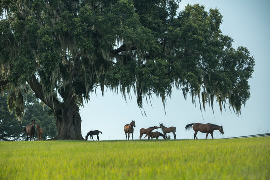 Thoroughbred horse mares and foals in lush green Ocala Florida pasture