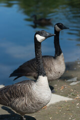 country goose branta canadensis - side view