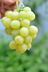 buch of grapes