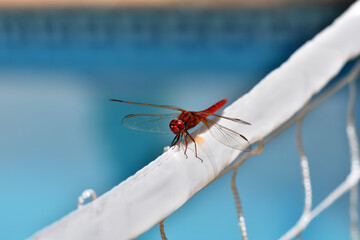 Close-up view of a male red dragonfly (Crocothemis erythraea) on blue background 