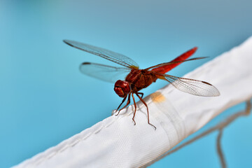 Close-up view of a male red dragonfly (Crocothemis erythraea) on blue background 