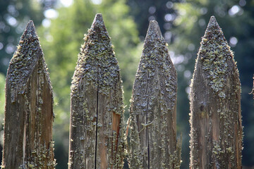 fence covered with moss