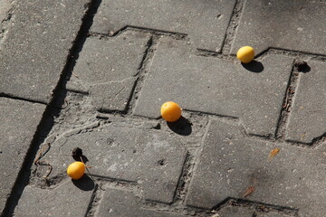 apricots on the ground