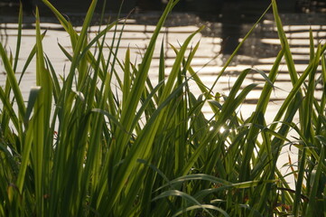 Obraz premium grass in the water