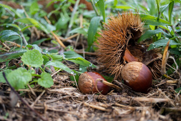 地面に落ちて毬から飛び出したクリ／ブナ科クリ属Castanea crenata