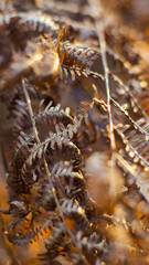 Macro de feuilles de fougère aux teintes orangées.  Cette tonalité orange est due à la lumière du soleil couchant