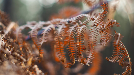 Macro de feuilles de fougère aux teintes orangées.  Cette tonalité orange est due à la lumière du soleil couchant