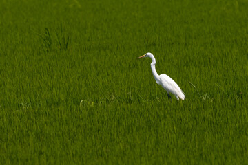 Obraz premium Great egret against grass, seen in the wild in a North California marsh 