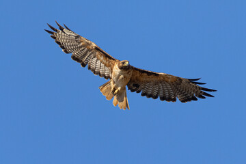 red-tailed hawk flying in beautiful light , seen in the wild in  North California 