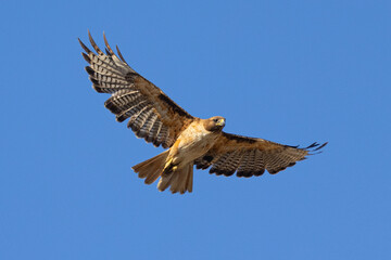 red-tailed hawk flying in beautiful light , seen in the wild in  North California 