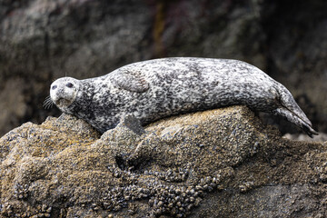 Harbor seal, seen in the wild in the Gulf of the Farallones