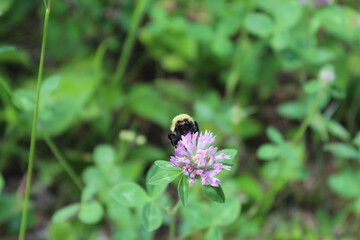 bee on a flower