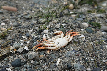 Dead Crab On The Sandy Beach.