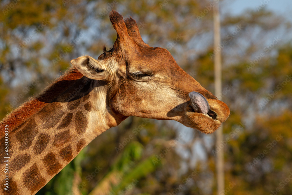 Canvas Prints portrait of a giraffe