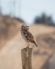 owl pequen buho chileno