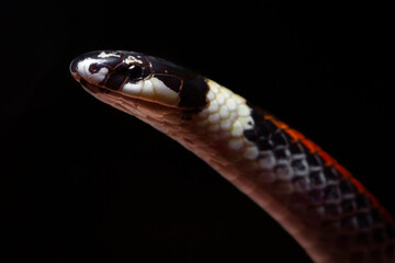 close up of a snake