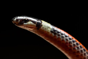 close up of a snake