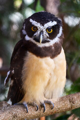 owl on a branch