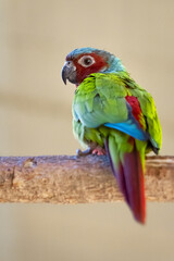 blue and yellow macaw ara