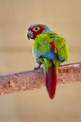 green and yellow macaw