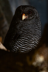 close up of a bird