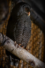 bird of prey