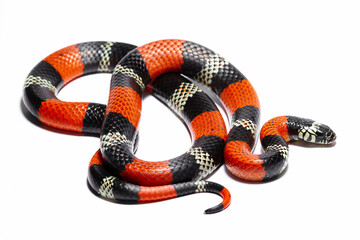 red coral snake - Powered by Adobe