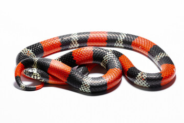 Fototapeta premium red coral snake